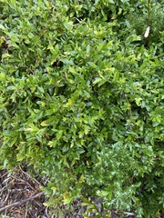 Billardiera heterophylla