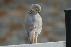 Accipiter fasciatus didimus