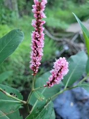 Persicaria orientalis