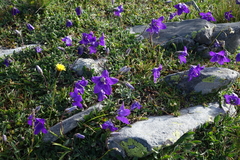 Campanula saxifraga