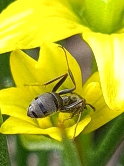 Formica corsica