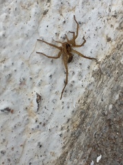 Lycosidae