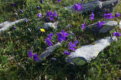 Campanula saxifraga