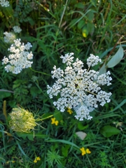 Daucus carota