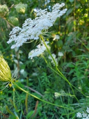 Daucus carota
