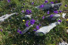 Campanula saxifraga