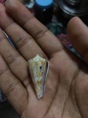 Conasprella dictator