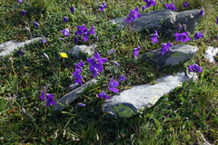 Campanula saxifraga