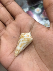 Conasprella dictator