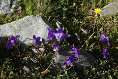 Campanula saxifraga