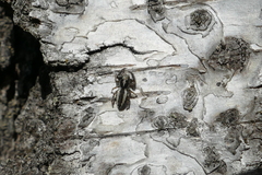 Pseudicius encarpatus