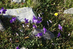 Campanula saxifraga