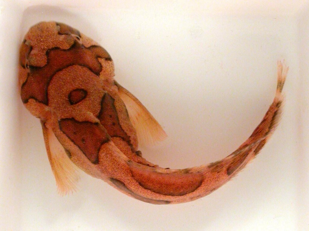 Festive Snailfish