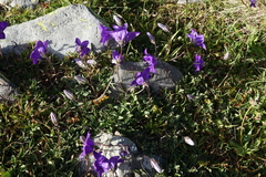 Campanula saxifraga
