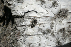 Pseudicius encarpatus