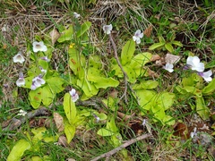 Pinguicula corsica