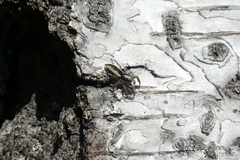 Pseudicius encarpatus