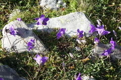 Campanula saxifraga