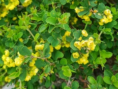 Berberis aetnensis