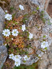 Cerastium soleirolii