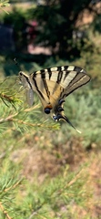 Iphiclides