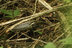 Aspidoscelis guttatus