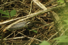 Aspidoscelis guttatus