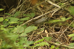 Aspidoscelis guttatus