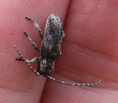 Hecyromorpha plagicollis