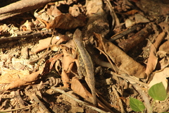 Sceloporus siniferus