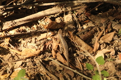 Sceloporus siniferus