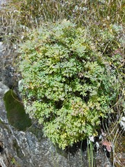 Paraquilegia microphylla