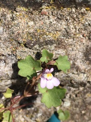 Cymbalaria muralis
