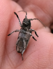 Hecyromorpha plagicollis