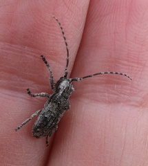 Hecyromorpha plagicollis