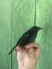 Thamnomanes schistogynus