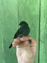 Thamnomanes schistogynus