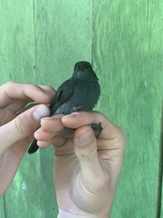 Thamnomanes schistogynus