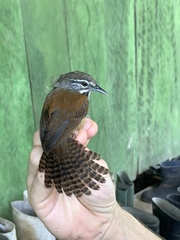 Pheugopedius genibarbis