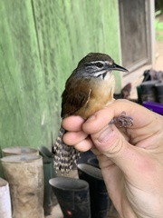 Pheugopedius genibarbis