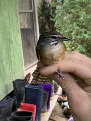 Pheugopedius genibarbis