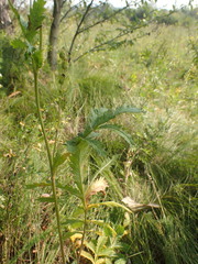 Potentilla longifolia