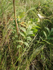 Potentilla longifolia