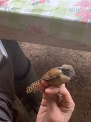Pheugopedius genibarbis