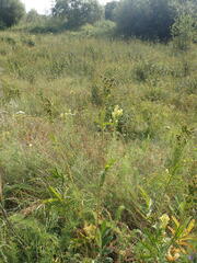 Potentilla longifolia