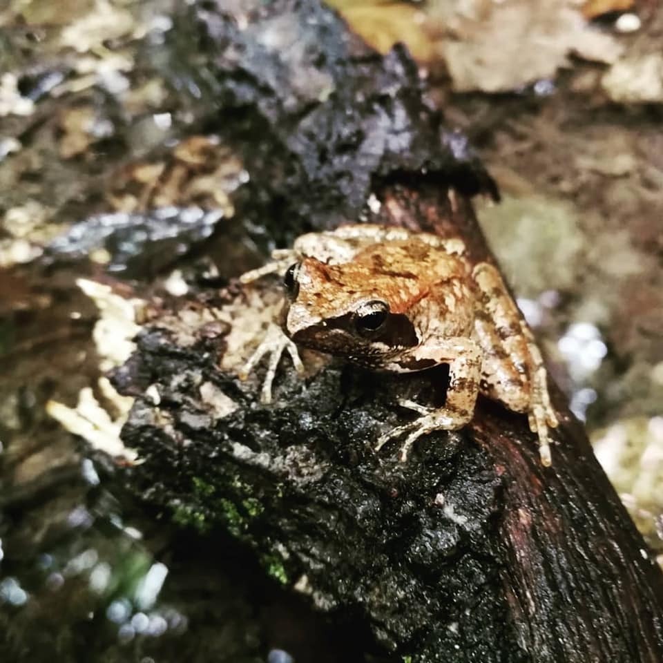 Italian Stream Frog from Roma, Lazio, IT on July 24, 2018 by Dino ...