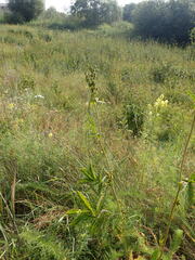 Potentilla longifolia