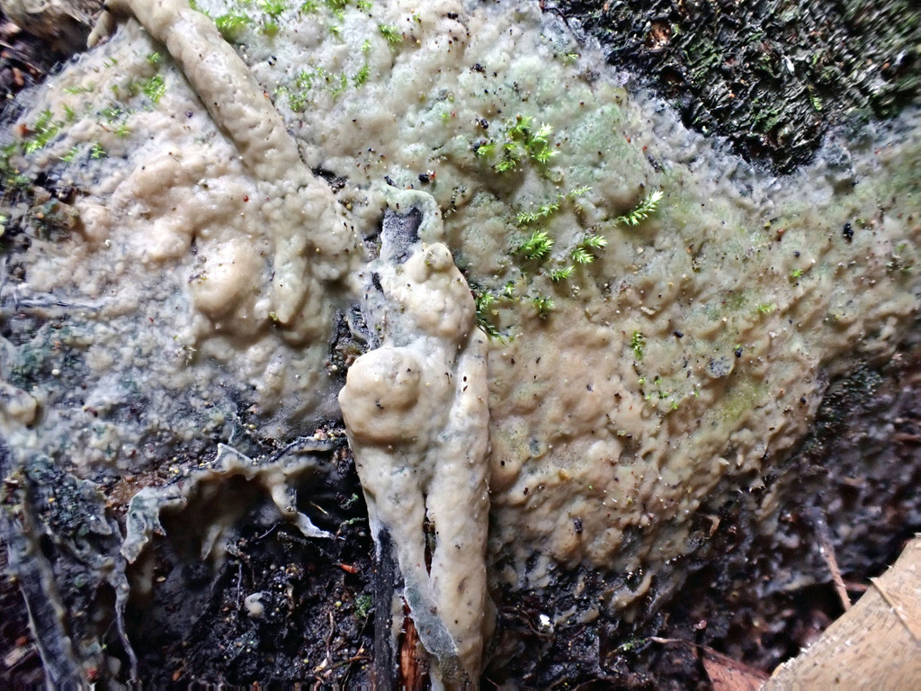 Sebacina sp. 'ON01'