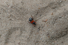 Prostemma aeneicolle