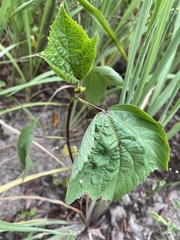 Hibiscus sabdariffa